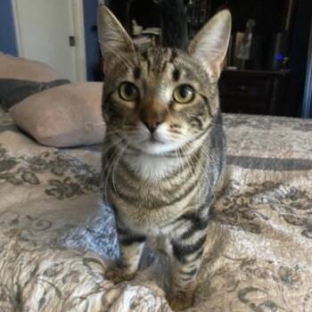 Rescue Domestic Short Hair Cats for Adoption in Villa Park, California - Loki | PetCurious