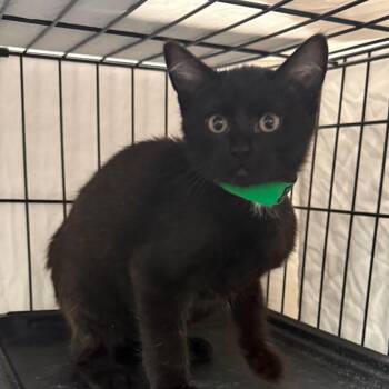 Bramble Buttons -  Domestic Short Hair Cat for Adoption in Normal, Illinois - Bramble Buttons | PetCurious