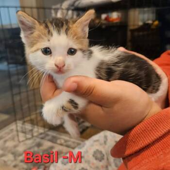 Basil -  Domestic Short Hair Cat for Adoption in Madison, Wisconsin - Basil | PetCurious