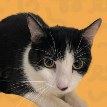 Fiesty -  Domestic Short Hair Cat for Adoption in Reno, Nevada - Fiesty | PetCurious