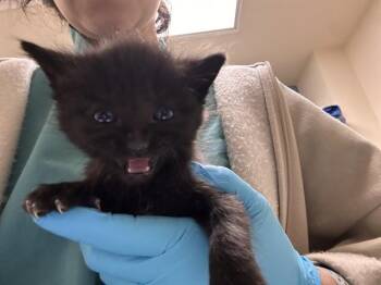 Domestic Short Hair Cats Available for Adoption in Riverside, California - WOODY | PetCurious