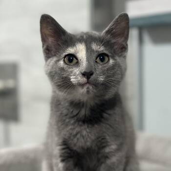 Ashiko -  Domestic Short Hair Cat for Adoption in Pontiac, Michigan - Ashiko | PetCurious