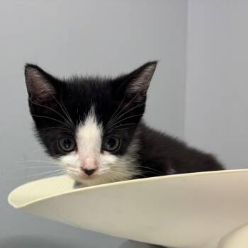 Domestic Short Hair Cats Available for Adoption in Columbus, Georgia - Croissant 7442 | PetCurious