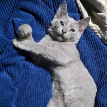 Elvis -  Domestic Short Hair Cat for Adoption in Valdosta, Georgia - Elvis | PetCurious