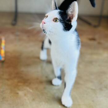 Snowcone -  Domestic Short Hair Cat for Adoption in Green Bay, Wisconsin - Snowcone | PetCurious