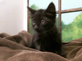 Domestic Short Hair Cats Available for Adoption in Houston, Texas - ASTRO | PetCurious