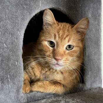 Rhys -  Domestic Short Hair Cat for Adoption in Goshen, Indiana - Rhys | PetCurious