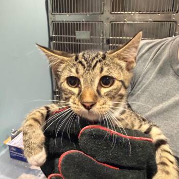 Soy Bean -  Domestic Short Hair Cat for Adoption in Chattanooga, Tennessee - Soy Bean | PetCurious