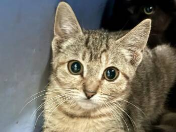 SEAWEED -  Domestic Short Hair Cat for Adoption in Martinez, California - SEAWEED | PetCurious