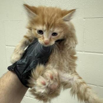 Rivendell -  Domestic Short Hair Cat for Adoption in Reno, Nevada - Rivendell | PetCurious