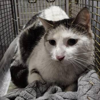 Domestic Short Hair Cats Available for Adoption - POPCICLE | PetCurious