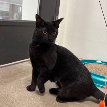 Domestic Short Hair Cats Available for Adoption in York, Pennsylvania - Robin | PetCurious