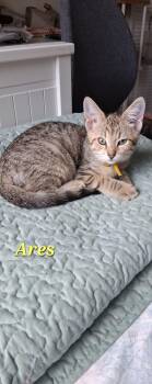 Ares -  Domestic Short Hair Cat for Adoption in Sunrise, Florida - Ares | PetCurious