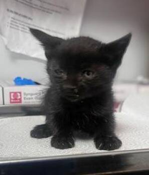 Hawthorne -  Domestic Short Hair Cat for Adoption in Fresno, California - Hawthorne | PetCurious