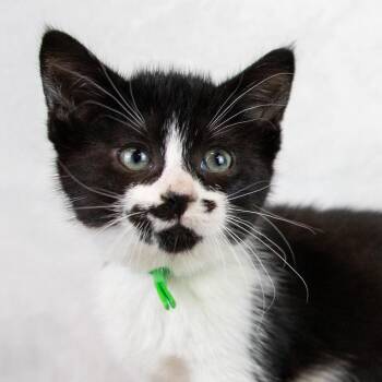 Domestic Short Hair and Tuxedo Cats Available for Adoption in Kennesaw, Georgia - Fatty | PetCurious
