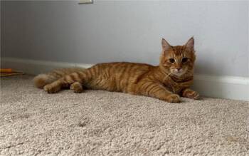 Rescue Domestic Short Hair Cats for Adoption in Breinigsville, Pennsylvania - Pokey | PetCurious