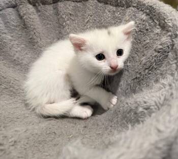 Domestic Short Hair Cats Available for Adoption in Rustburg, Virginia - Sharptooth- Not At The Shelter (Faith) Av 5/17 | PetCurious