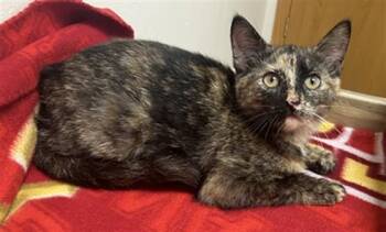 ARIEL -  Domestic Short Hair Cat for Adoption in Ames, Iowa - ARIEL | PetCurious