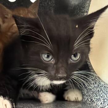 Coleman -  Domestic Short Hair Cat for Adoption in Birmingham, Alabama - Coleman | PetCurious