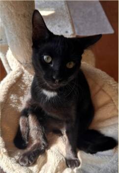 Harvey -  Domestic Short Hair Cat for Adoption in Clayton, New Jersey - Harvey | PetCurious