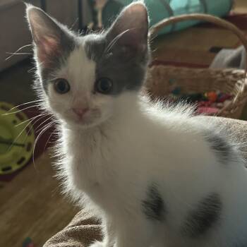 Elvira- Best friends with Audra -  Domestic Short Hair Cat for Adoption in West Jefferson, Ohio - Elvira- Best Friends With Audra | PetCurious