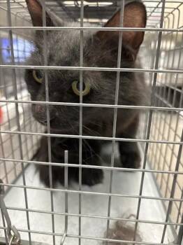FOX -  Domestic Medium Hair Cat for Adoption in Las Vegas, Nevada - FOX | PetCurious