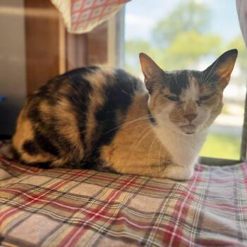 Kitty Poppins -  Domestic Short Hair Cat for Adoption in Midland, Michigan - Kitty Poppins | PetCurious