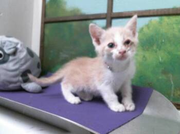 Domestic Short Hair Cats Available for Adoption in Houston, Texas - OSCAR | PetCurious