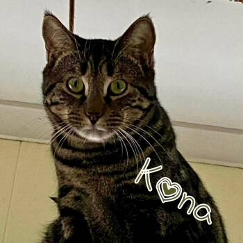 Domestic Short Hair Cats Available for Adoption in Little Falls, New York - Kona | PetCurious