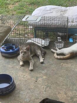 Cricket -  Domestic Short Hair Cat for Adoption in Cromwell, Kentucky - Cricket | PetCurious