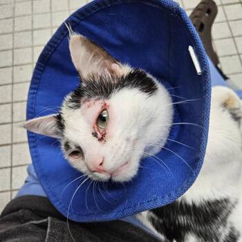 Domestic Short Hair Cats Available for Adoption in New York, New York - Ziggy | PetCurious