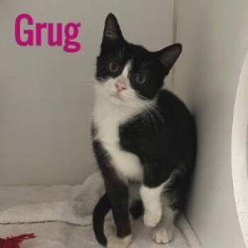 Rescue Domestic Short Hair Cats for Adoption in Pleasantville, New Jersey - Grug | PetCurious