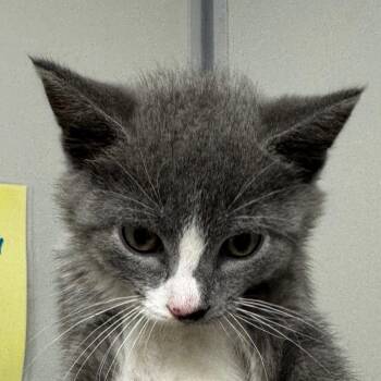 Domestic Short Hair Cats Available for Adoption in Concord, North Carolina - Blueberry | PetCurious