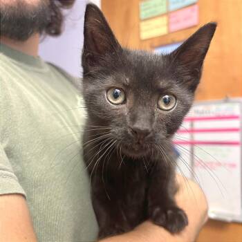Solo -  Domestic Short Hair Cat for Adoption in Hendersonville, North Carolina - Solo | PetCurious