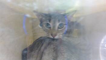 Rescue Domestic Short Hair Cats for Adoption in Louisville, Kentucky - A788200 | PetCurious