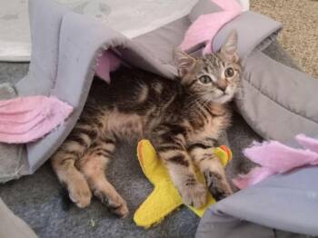 Domestic Short Hair Cats Available for Adoption in Tucson, Arizona - Ruby Mae | PetCurious