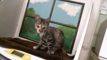 VANIA -  Domestic Short Hair Cat for Adoption in Houston, Texas - VANIA | PetCurious
