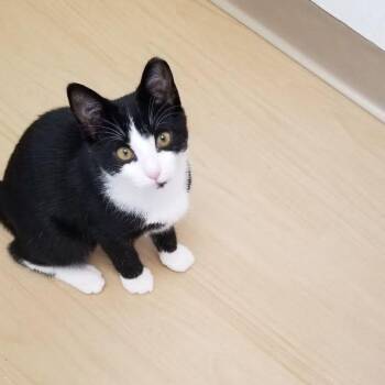 Boo Berry -  Tuxedo and Domestic Short Hair Cat for Adoption in Montour Falls, New York - Boo Berry | PetCurious