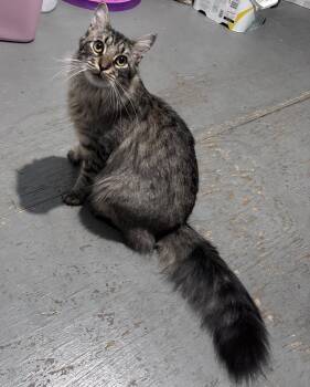 Domestic Medium Hair and Maine Coon Cats Available for Adoption - Wylder | PetCurious