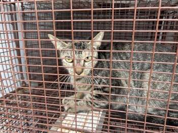 A661256 -  Domestic Short Hair Cat for Adoption in Houston, Texas - A661256 | PetCurious
