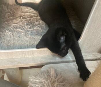 Rescue Domestic Short Hair Cats for Adoption in Philadelphia, Pennsylvania - Petra | PetCurious