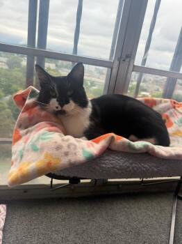 Mickey -  Domestic Short Hair Cat for Adoption in Liverpool, New York - Mickey | PetCurious