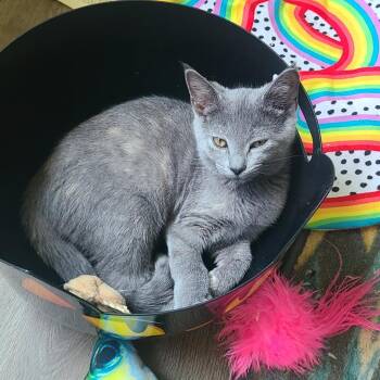 Rescue Domestic Medium Hair Cats for Adoption in Abingdon, Maryland - 0824-104 Molly (FKA Rey) | PetCurious