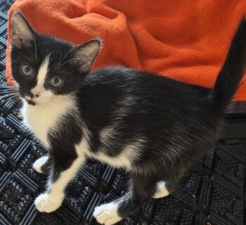 Jayden -  Domestic Short Hair Cat for Adoption in Colorado Springs, Colorado - Jayden | PetCurious