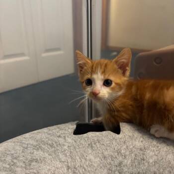 Jack *Adoption Pending* in Spring Grove, PA -  Domestic Short Hair Cat for Adoption - Jack *Adoption Pending* In Spring Grove, PA | PetCurious