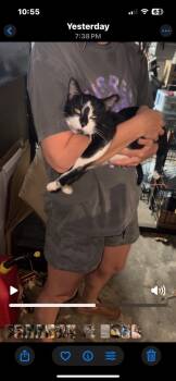Rescue Domestic Short Hair Cats for Adoption in Mustang, Oklahoma - Jeanette | PetCurious