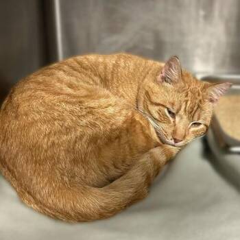 Domestic Short Hair Cats Available for Adoption - Sammy Boy | PetCurious