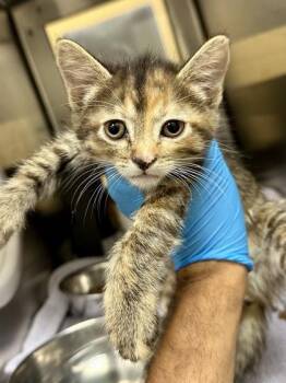 Speed Limit -  Domestic Short Hair Cat for Adoption in Wichita, Kansas - Speed Limit | PetCurious