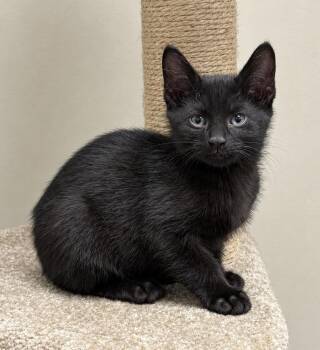 Galileo -  Domestic Short Hair Cat for Adoption in Pickerington, Ohio - Galileo | PetCurious