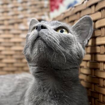 Rescue Domestic Short Hair Cats for Adoption in Midland, Michigan - Quinn | PetCurious